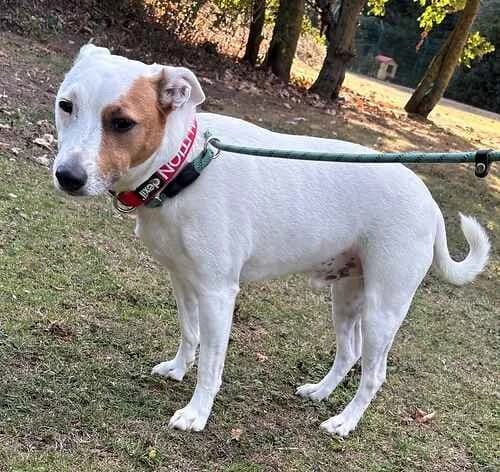 Bruno, male 4yo Jack Russell Terrier for adoption at Last Chance Animal Rescue, Edenbridge