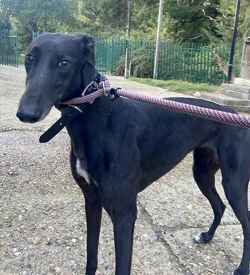 Tallulah, female Greyhound for adoption at Last Chance Animal Rescue, Edenbridge