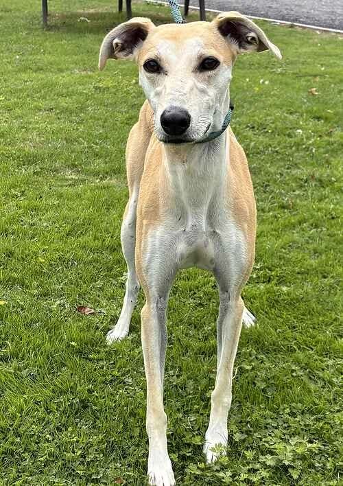 Kandi, female Lurcher for adoption at Last Chance Animal Rescue, Edenbridge