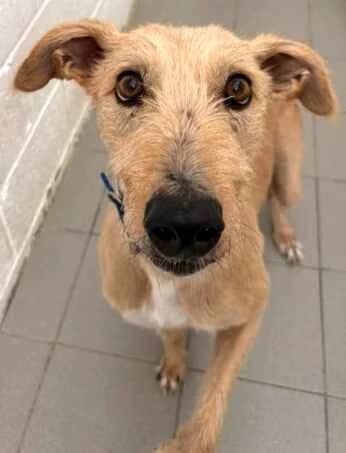 Geoffrey, male 7yo Lurcher for adoption at Last Chance Animal Rescue, Edenbridge