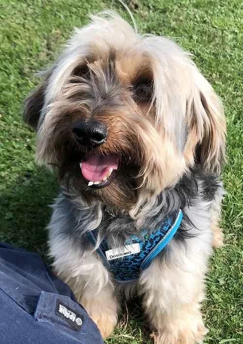 Hector, male senior Yorkshire Terrier for adoption at Last Chance Animal Rescue, Edenbridge