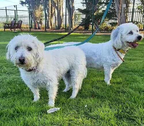 Gazza & Totty, female Mixed Breed for adoption at Last Chance Animal Rescue, Edenbridge