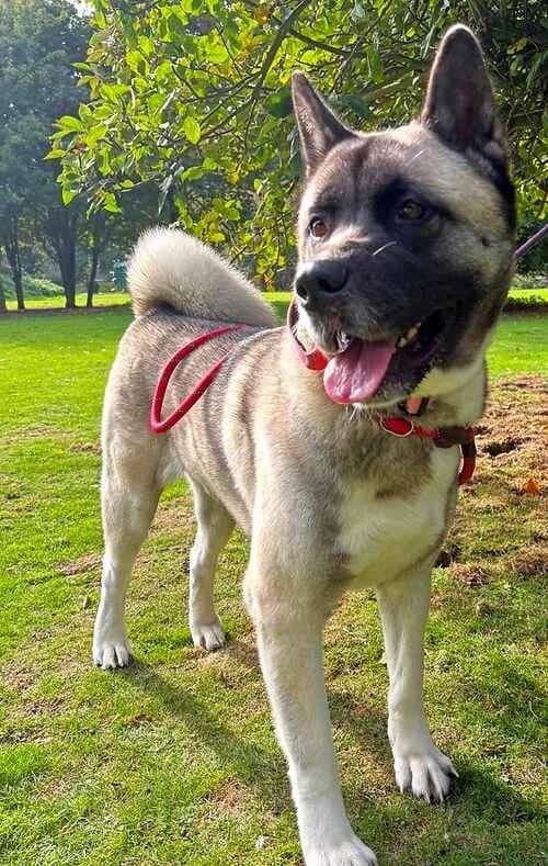 Kali, female Akita for adoption at Last Chance Animal Rescue, Edenbridge