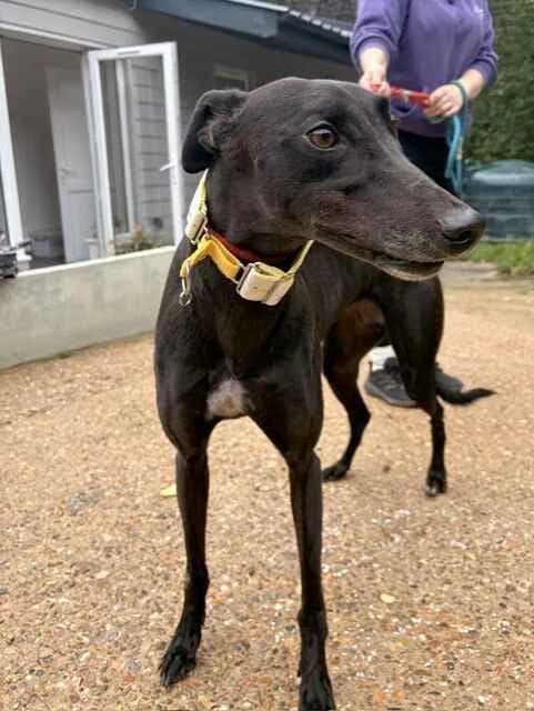 Beaut, female Greyhound for adoption at Last Chance Animal Rescue, Edenbridge