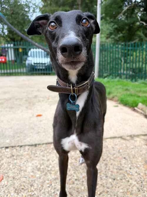 Tartar, male Greyhound for adoption at Last Chance Animal Rescue, Edenbridge