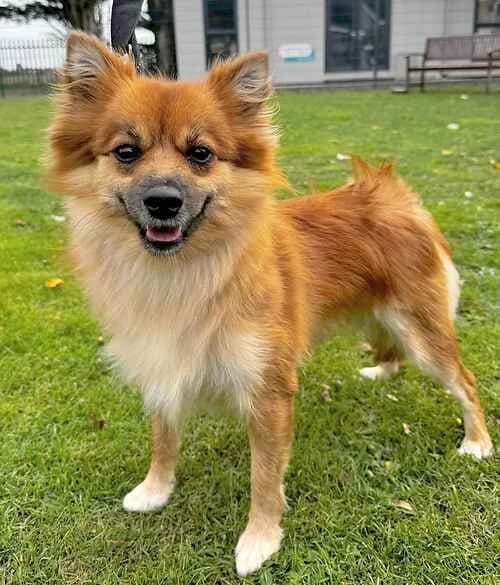Channa, female young Pomeranian for adoption at Last Chance Animal Rescue, Edenbridge