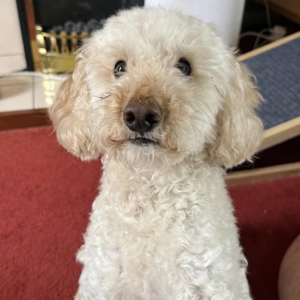 Bertie, 4yo Poodle for adoption at The Last Chance Hotel