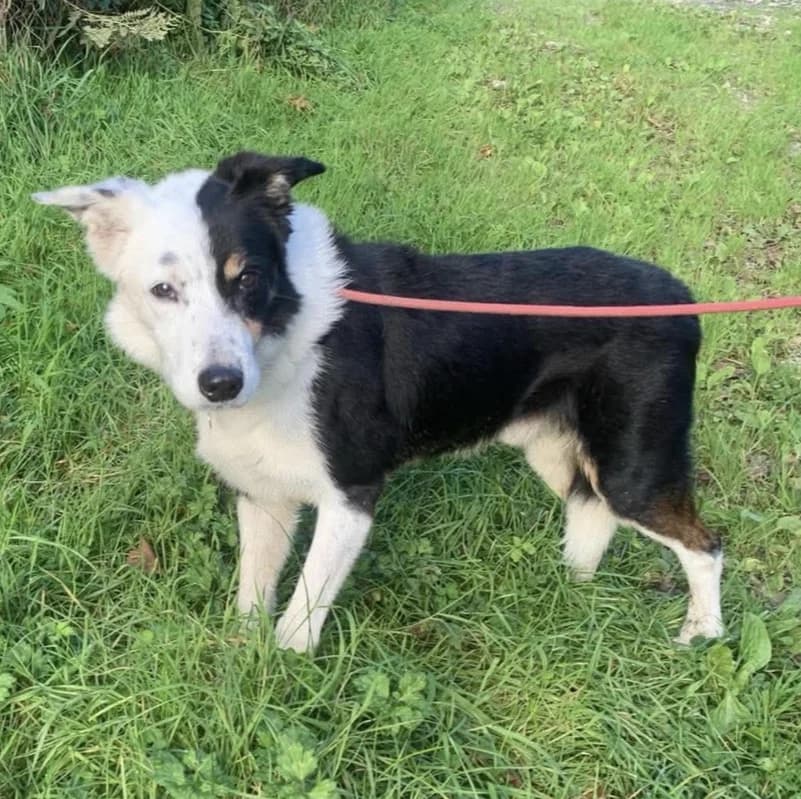 Bob, senior Collie for adoption at The Last Chance Hotel