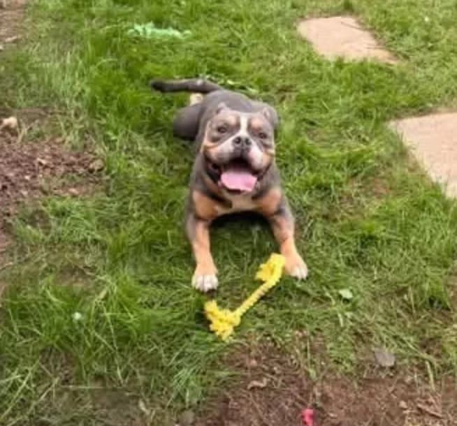 Earl, 3yo mixed breed for adoption at The Last Chance Hotel