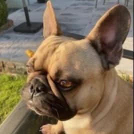 Frank, 5yo English Bulldog for adoption at The Last Chance Hotel