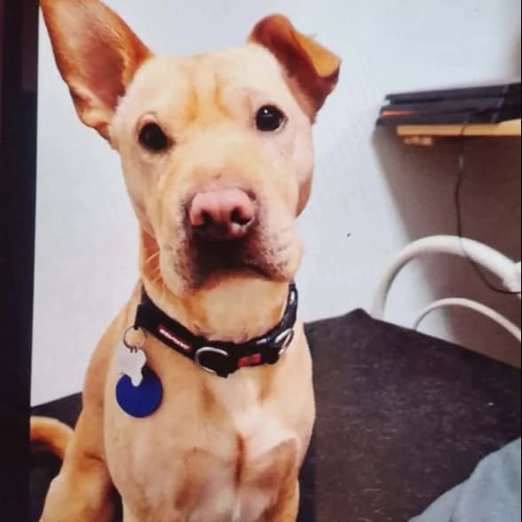 Gears, 7yo Shar Pei for adoption at The Last Chance Hotel
