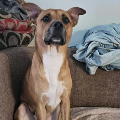 Leroy, young Staffordshire Bull Terrier for adoption at The Last Chance Hotel