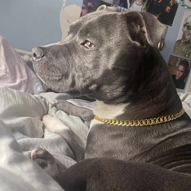 Minnie, 4yo Staffordshire Bull Terrier for adoption at The Last Chance Hotel