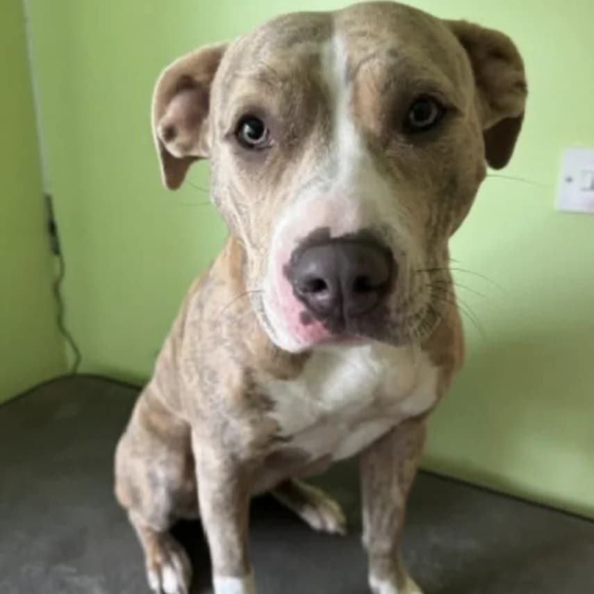 Myrtle, young Staffordshire Bull Terrier for adoption at The Last Chance Hotel