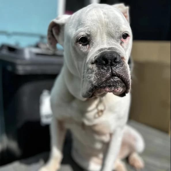 Pablo, senior English Bulldog for adoption at The Last Chance Hotel