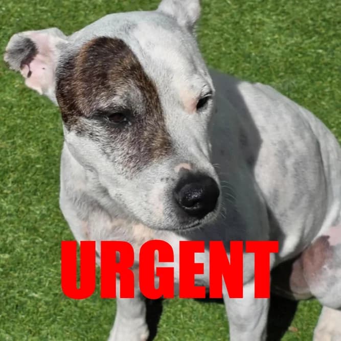 Reggie, senior Staffordshire Bull Terrier for adoption at The Last Chance Hotel