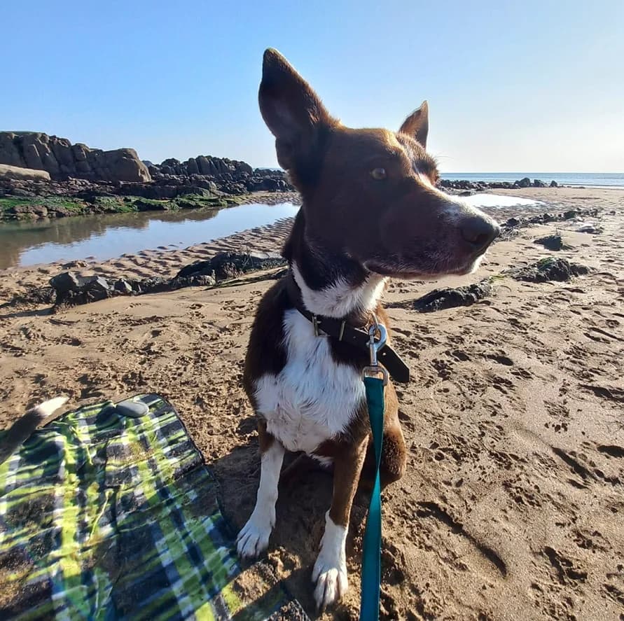 Shakira, senior Collie for adoption at The Last Chance Hotel