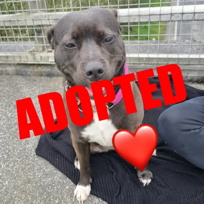 Skye, 5yo Staffordshire Bull Terrier for adoption at The Last Chance Hotel
