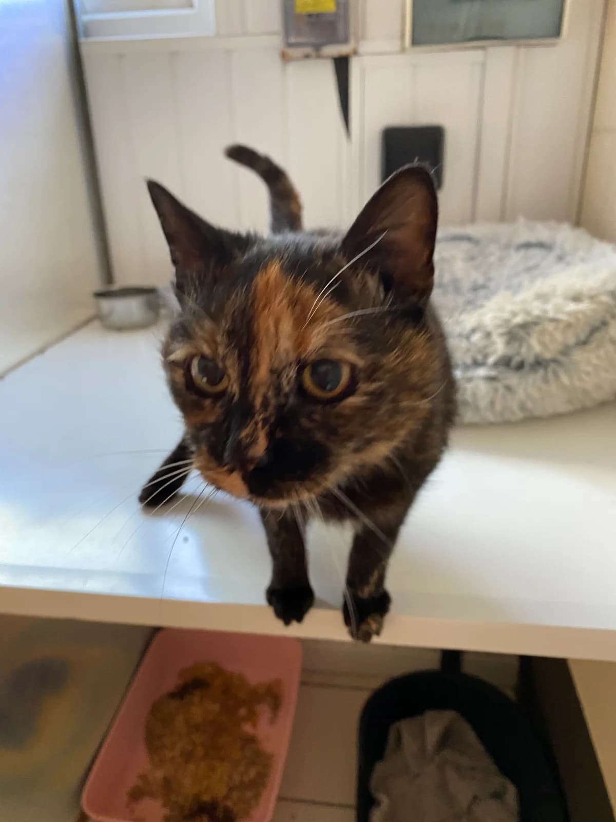 Abbey, tortoiseshell she was left a farm yard female 7yo Mixed Breed for adoption at The Leek Home for Stray Cats and Dogs