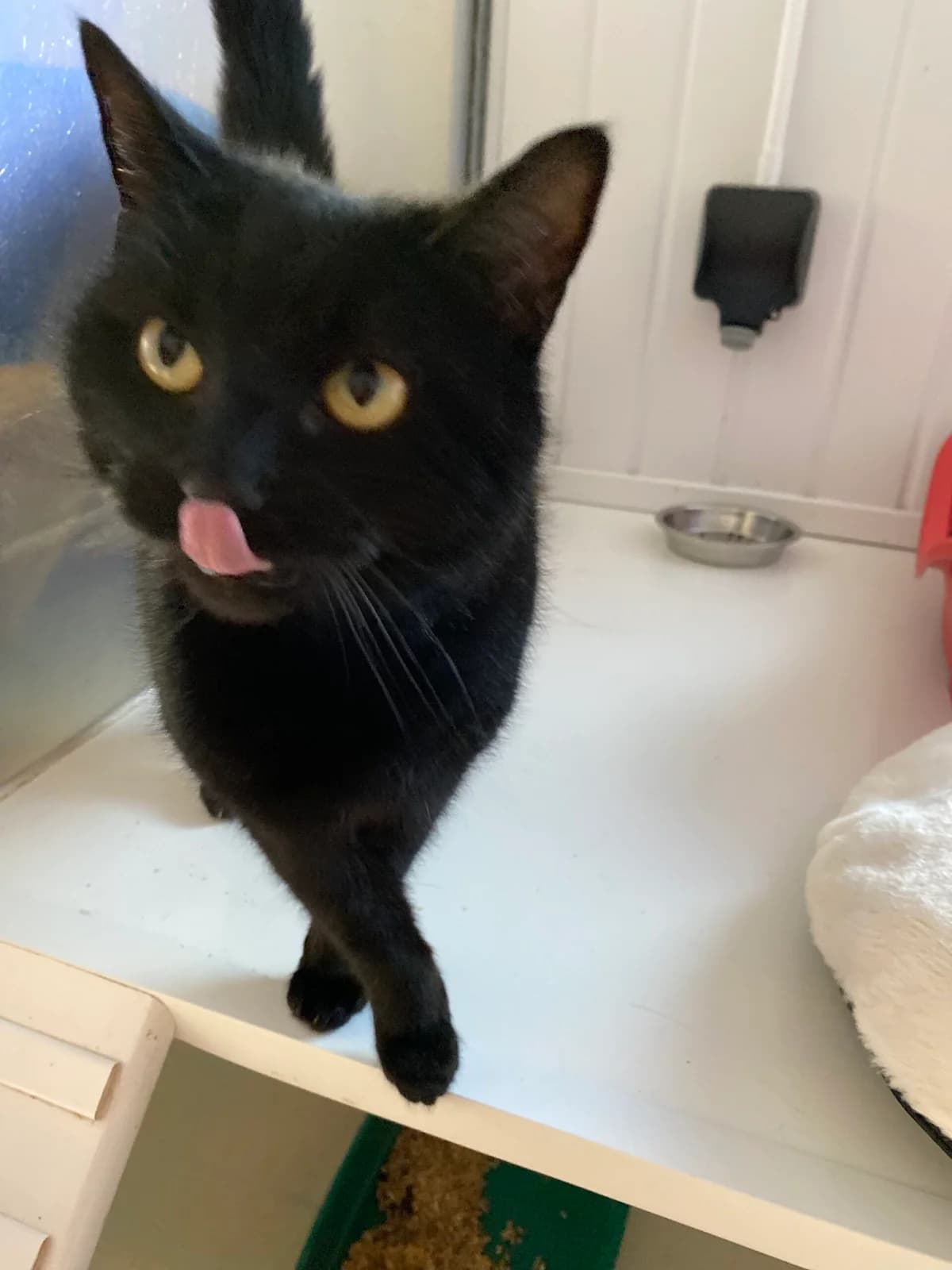 Lilo, female 4yo Mixed Breed for adoption at The Leek Home for Stray Cats and Dogs