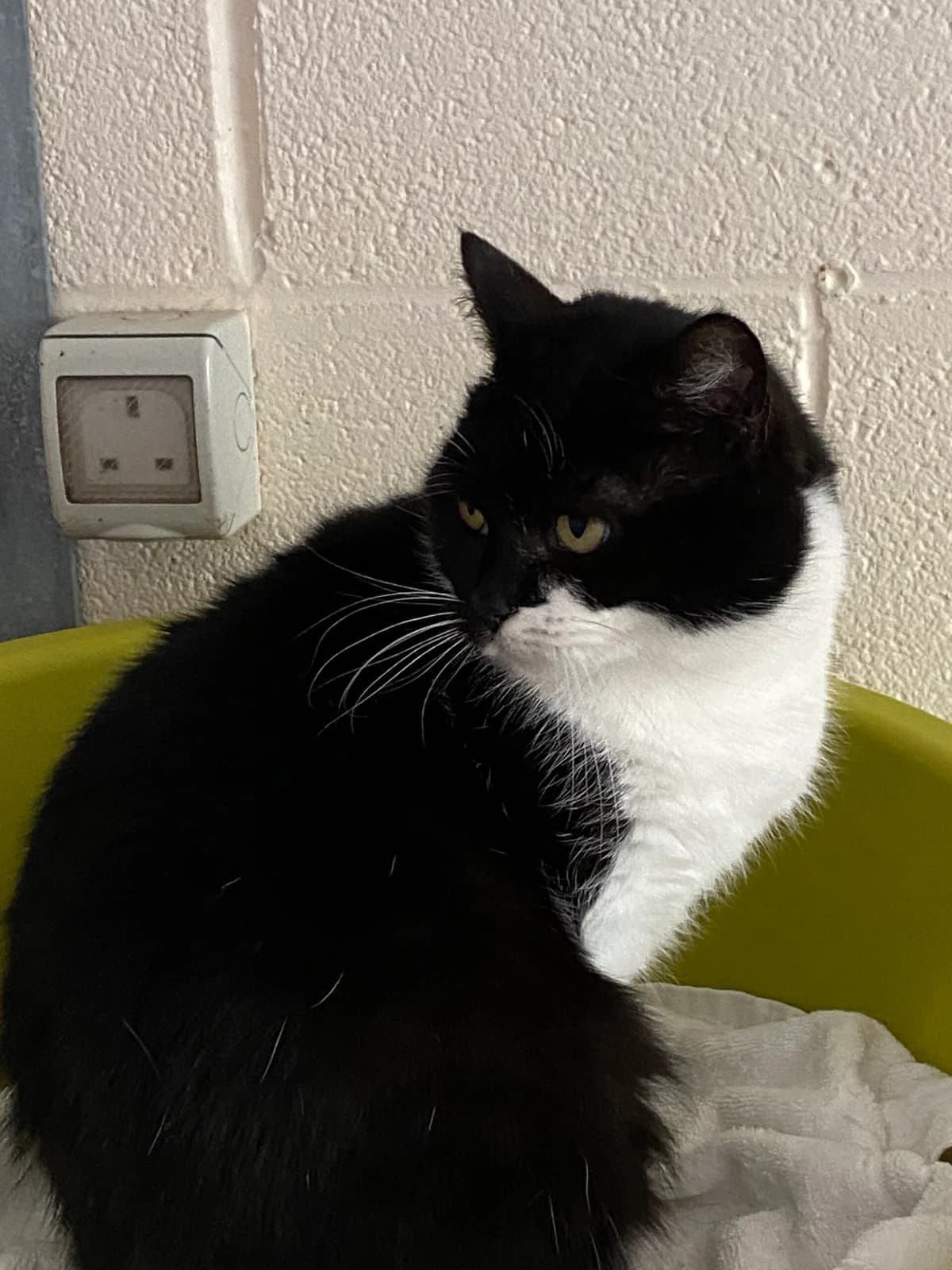 Mars, female 3yo Mixed Breed for adoption at The Leek Home for Stray Cats and Dogs
