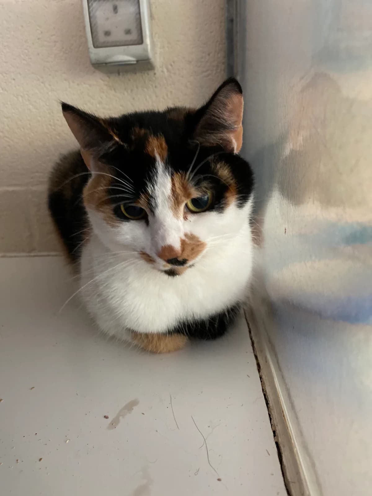 Mars, female 3yo Mixed Breed for adoption at The Leek Home for Stray Cats and Dogs