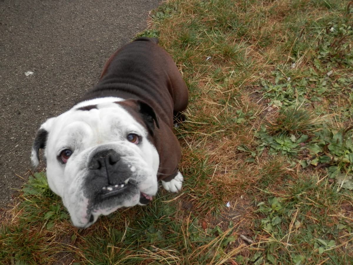 Basil, male 5yo English Bulldog for adoption at Leicester Animal Rescue