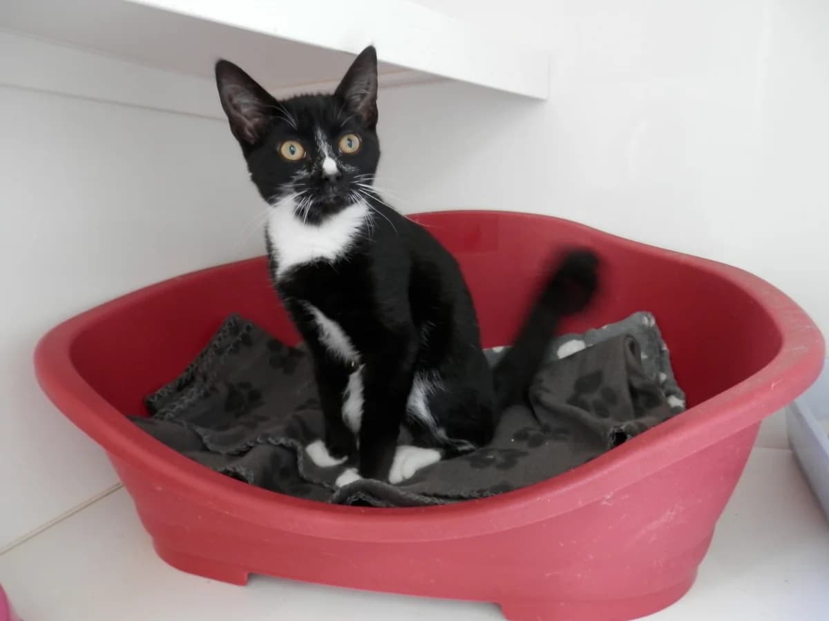 Doris, female puppy Mixed Breed for adoption at Leicester Animal Rescue