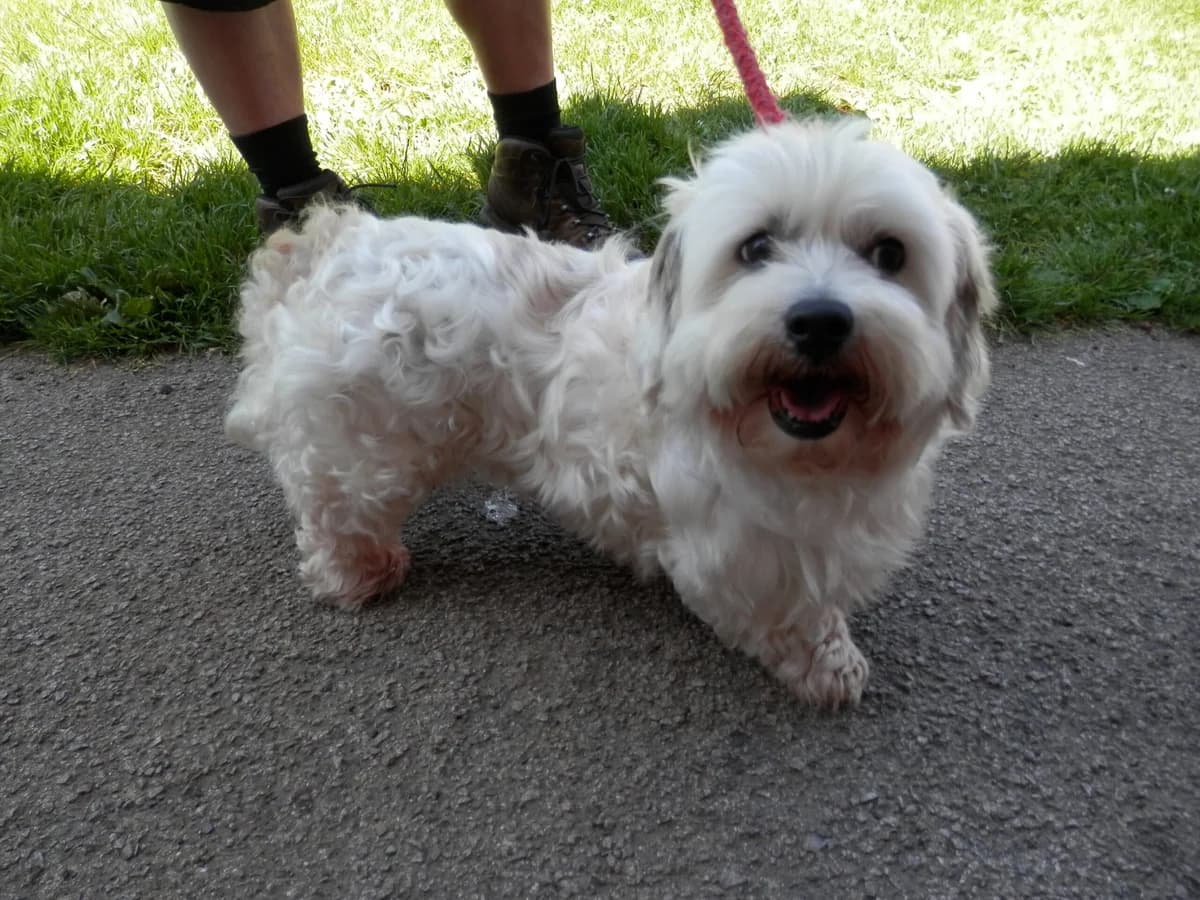 Dorris, female 6yo Mixed Breed for adoption at Leicester Animal Rescue