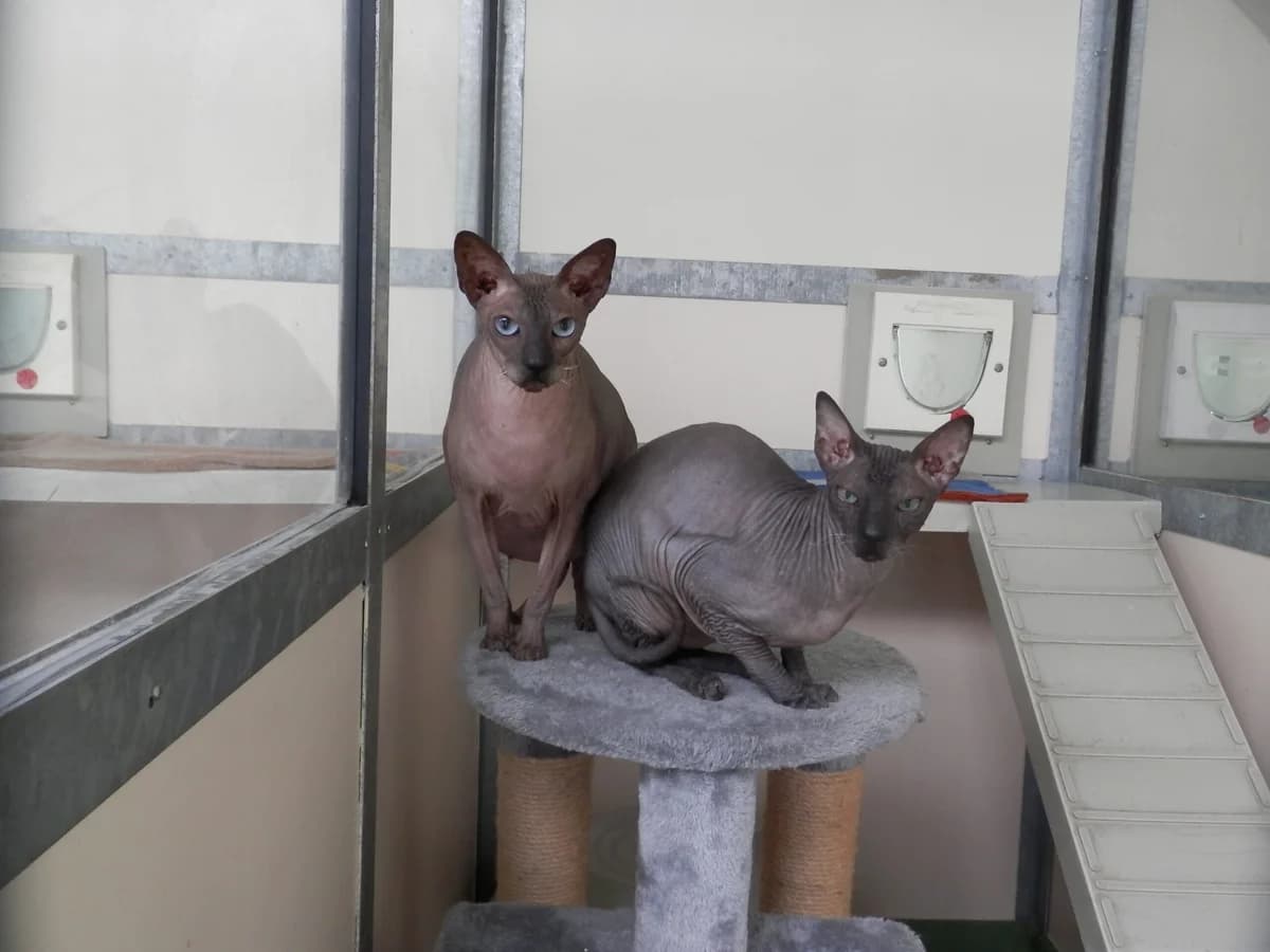 Echo & Elmo, male 7yo Mixed Breed for adoption at Leicester Animal Rescue