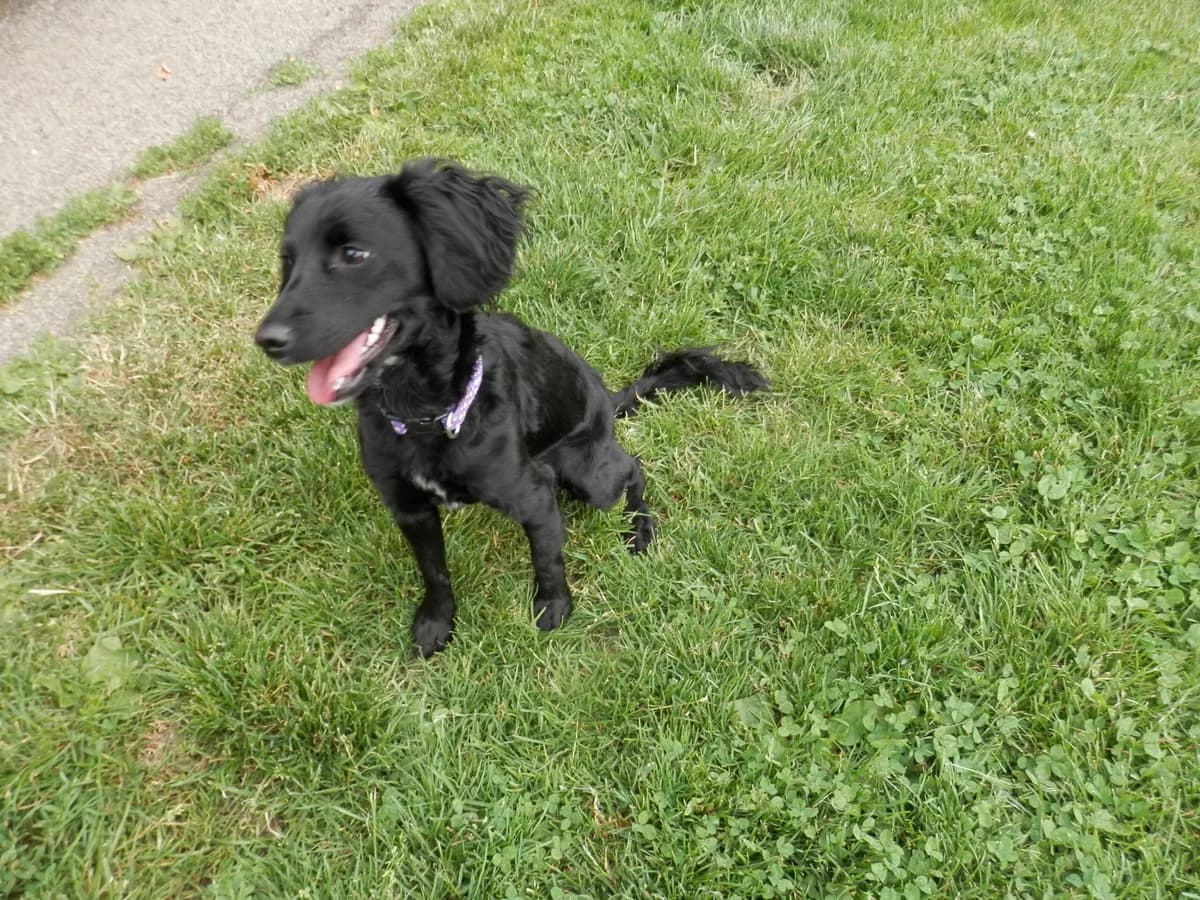 Figgy, Mixed Breed for adoption at Leicester Animal Rescue