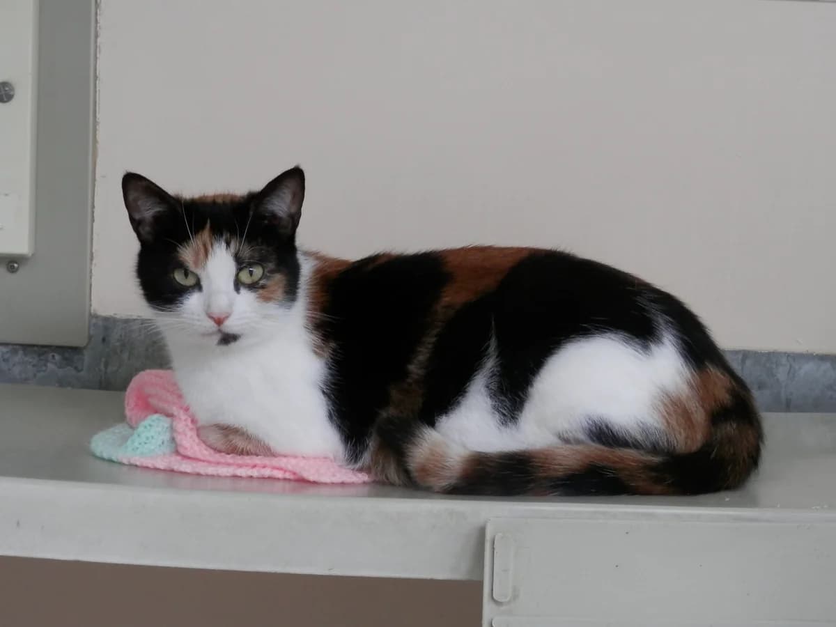 Fiona, female 4yo Mixed Breed for adoption at Leicester Animal Rescue