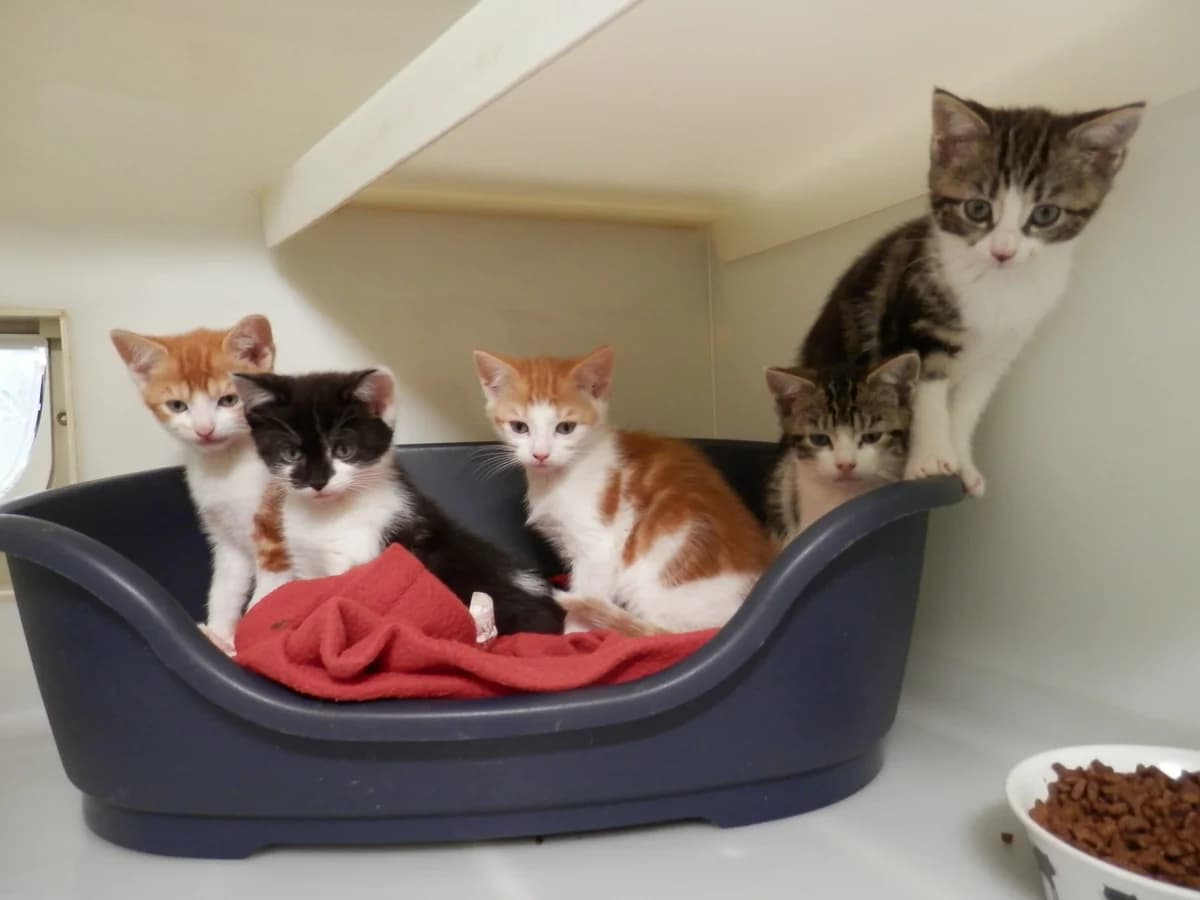 Fiona’s kittens, male puppy Mixed Breed for adoption at Leicester Animal Rescue