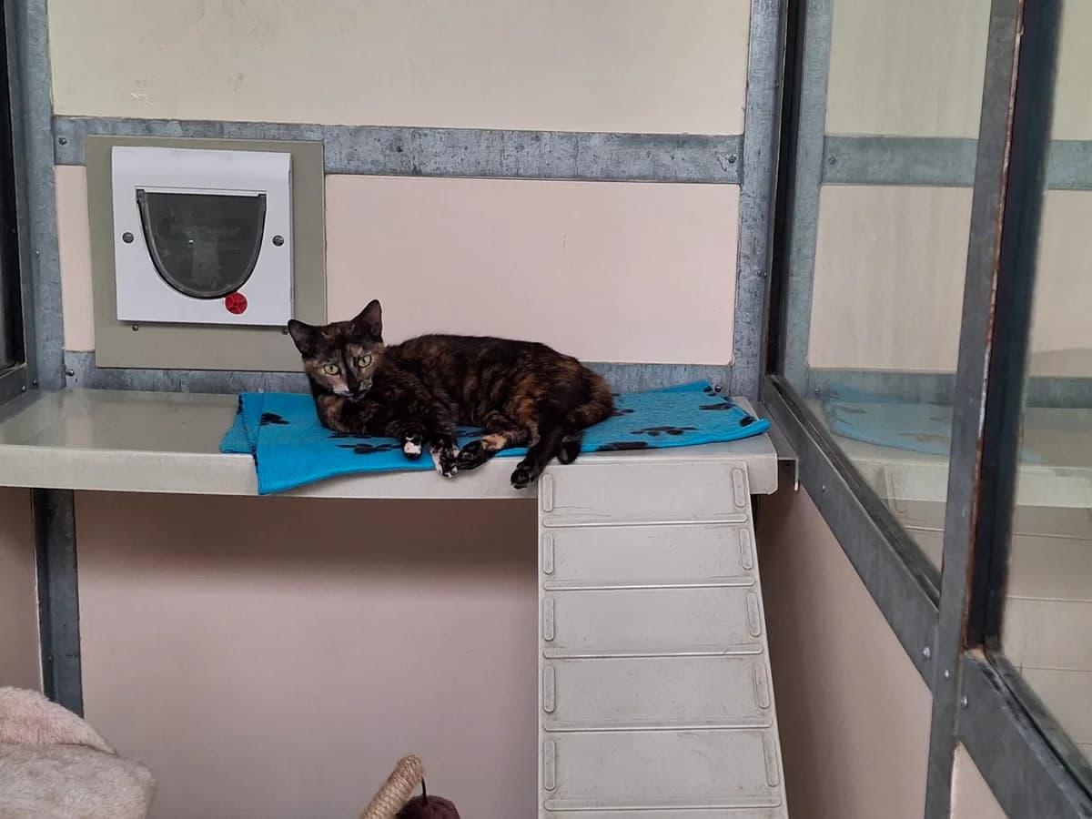 Flora, female young Mixed Breed for adoption at Leicester Animal Rescue