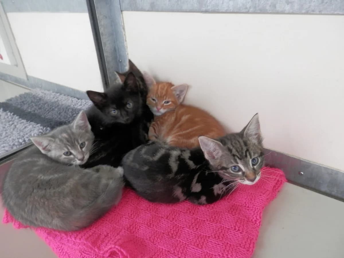 Flora’s kittens, male puppy Mixed Breed for adoption at Leicester Animal Rescue