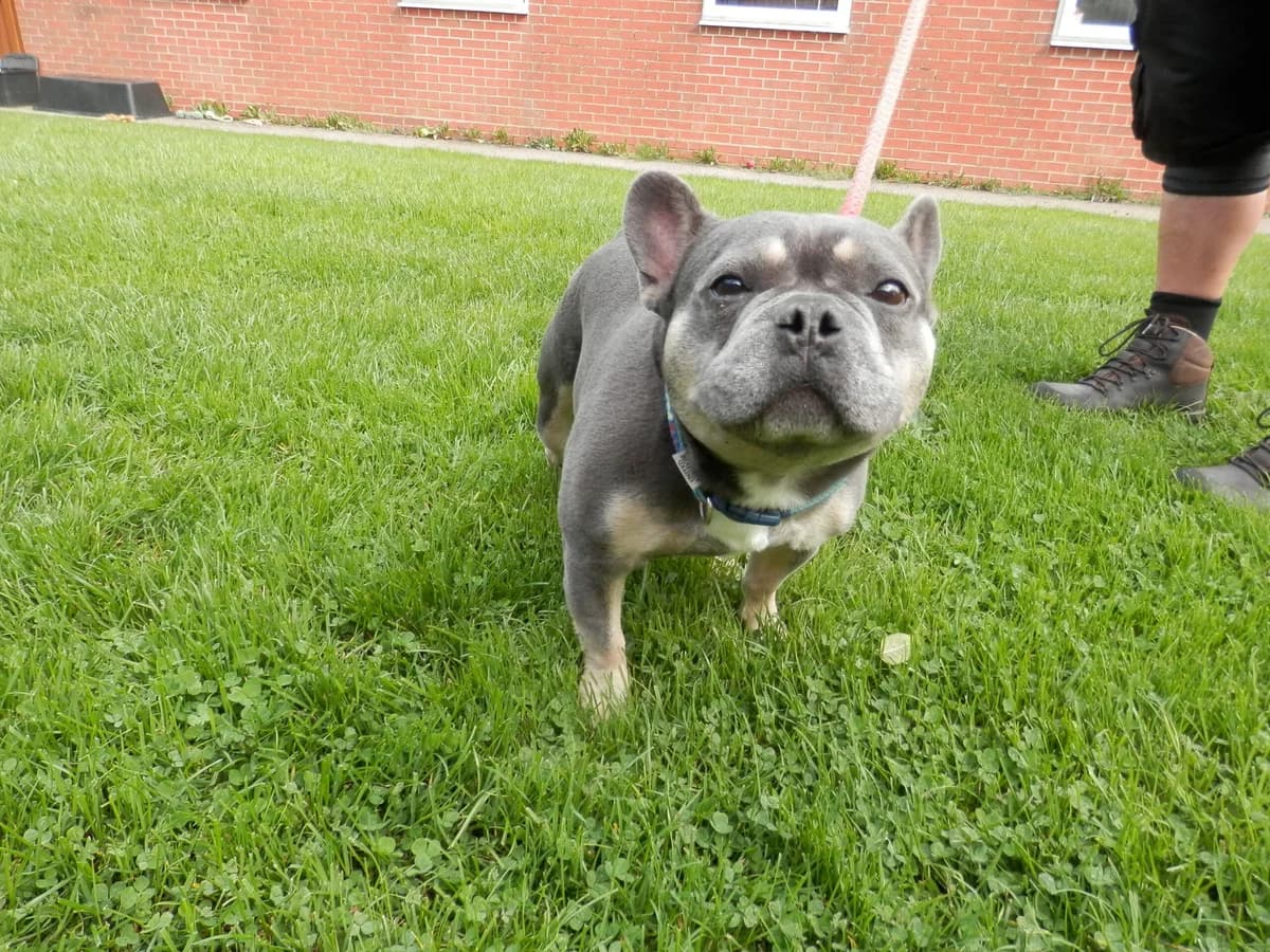 Gizmo, male 7yo English Bulldog for adoption at Leicester Animal Rescue