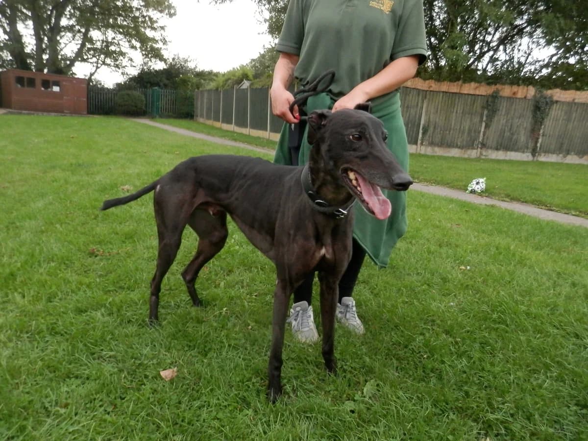 Hugh, male senior Mixed Breed for adoption at Leicester Animal Rescue