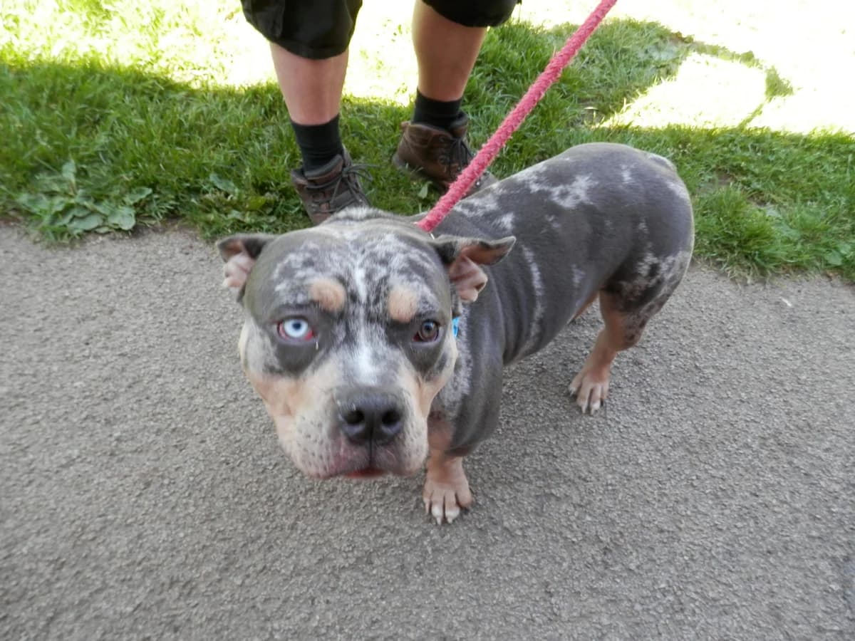 Kodak, male young Mixed Breed for adoption at Leicester Animal Rescue