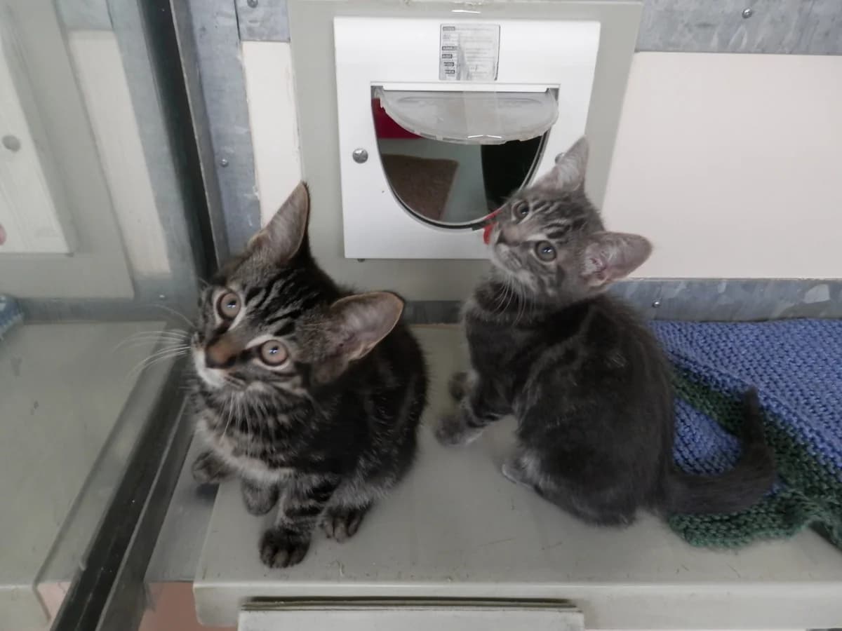 Koko’s kittens, male puppy Mixed Breed for adoption at Leicester Animal Rescue