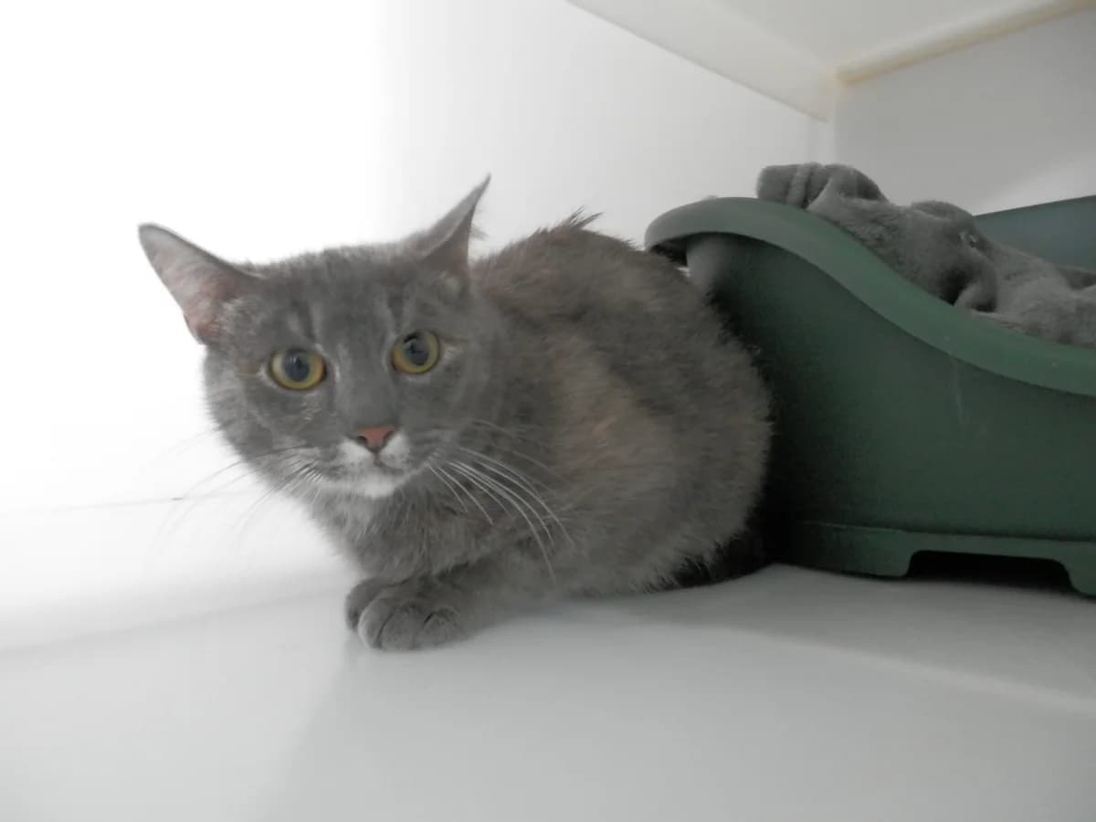 Lottie, female young Mixed Breed for adoption at Leicester Animal Rescue