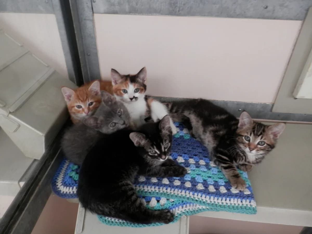 Lottie’s kittens, male puppy Mixed Breed for adoption at Leicester Animal Rescue
