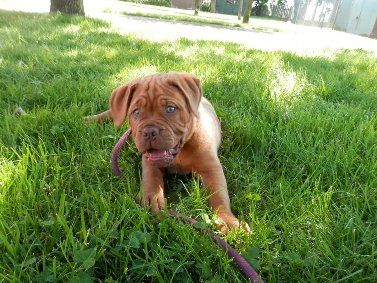 Ludo, male puppy Mixed Breed for adoption at Leicester Animal Rescue