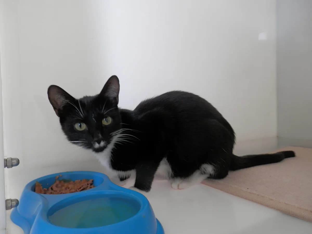 Luna, female puppy Mixed Breed for adoption at Leicester Animal Rescue