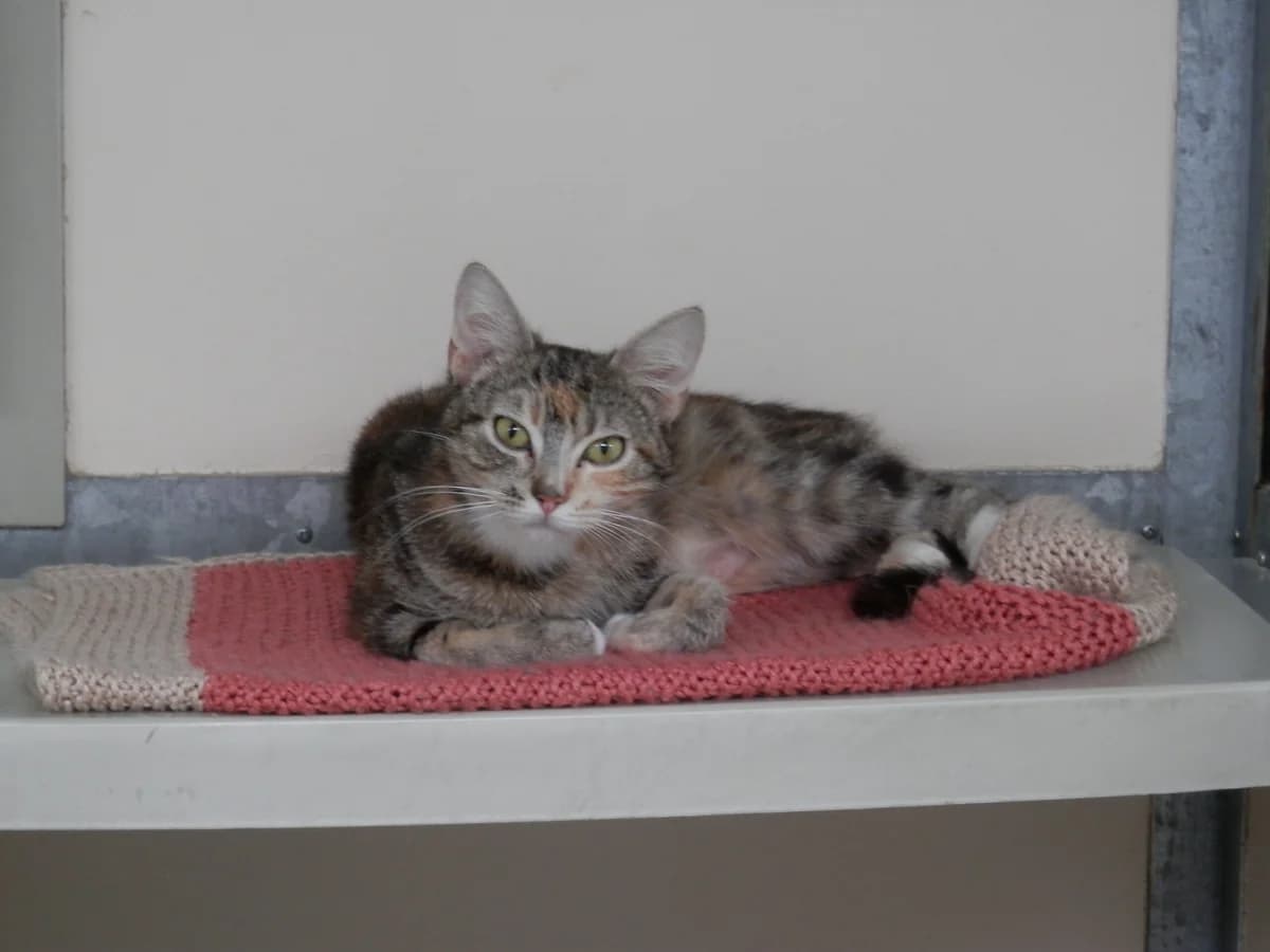 Malvina, female young Mixed Breed for adoption at Leicester Animal Rescue