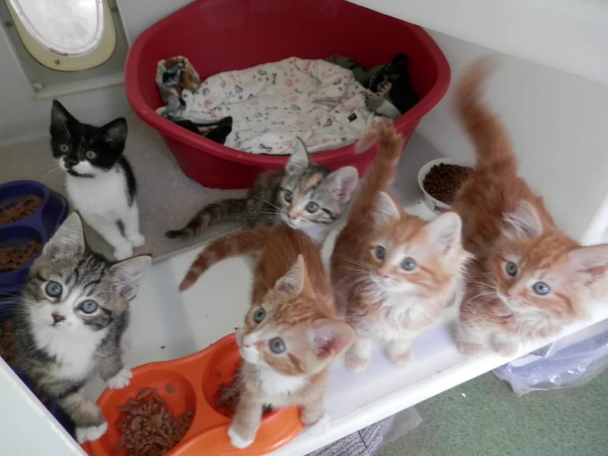 Malvina’s kittens, male puppy Mixed Breed for adoption at Leicester Animal Rescue