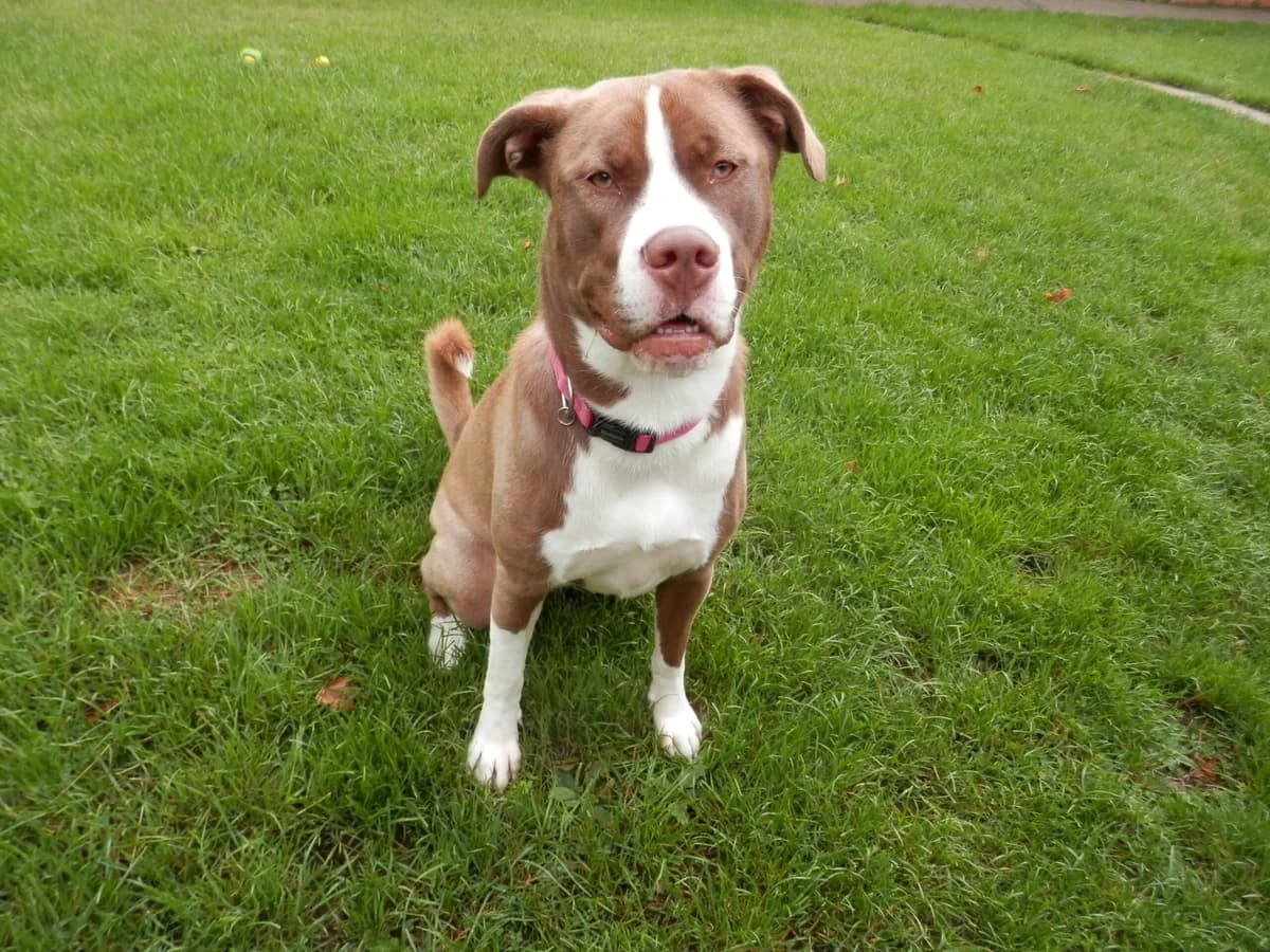 Maya, female puppy Labrador Retriever for adoption at Leicester Animal Rescue