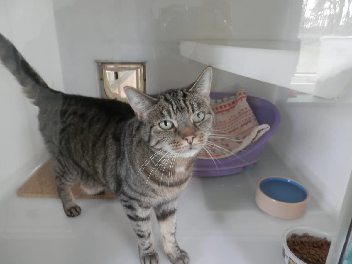 Millie, female senior Mixed Breed for adoption at Leicester Animal Rescue