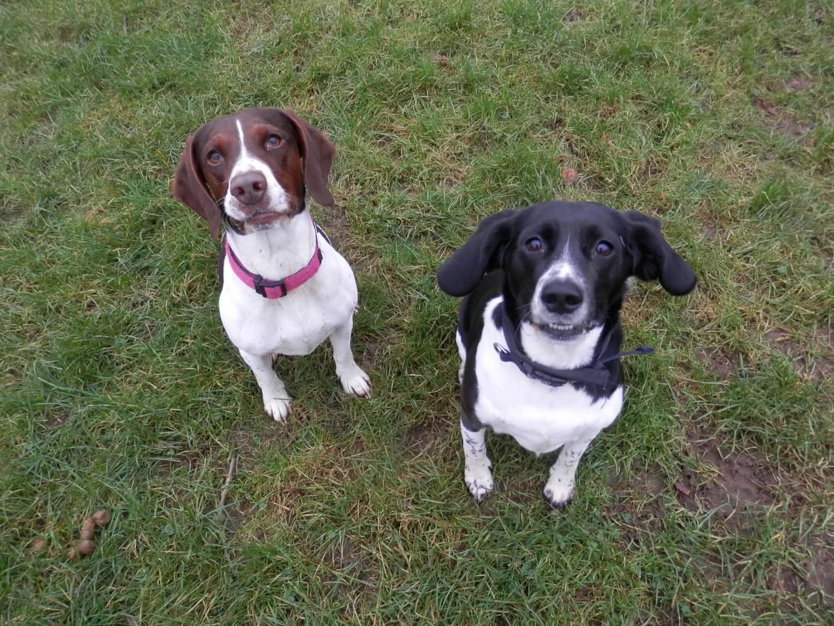 Millie & Ella, female 4yo Beagle for adoption at Leicester Animal Rescue