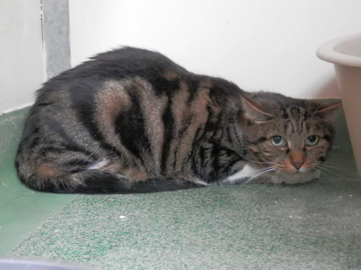 Minnie, female 7yo Mixed Breed for adoption at Leicester Animal Rescue