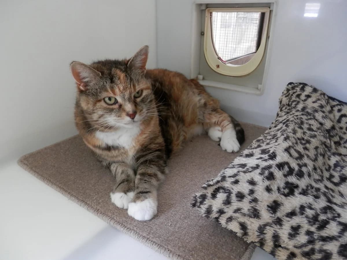Mitzy, female senior Mixed Breed for adoption at Leicester Animal Rescue